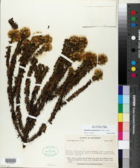 Image of Gentianella crassulifolia