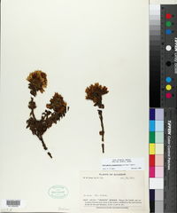 Gentianella crassulifolia image