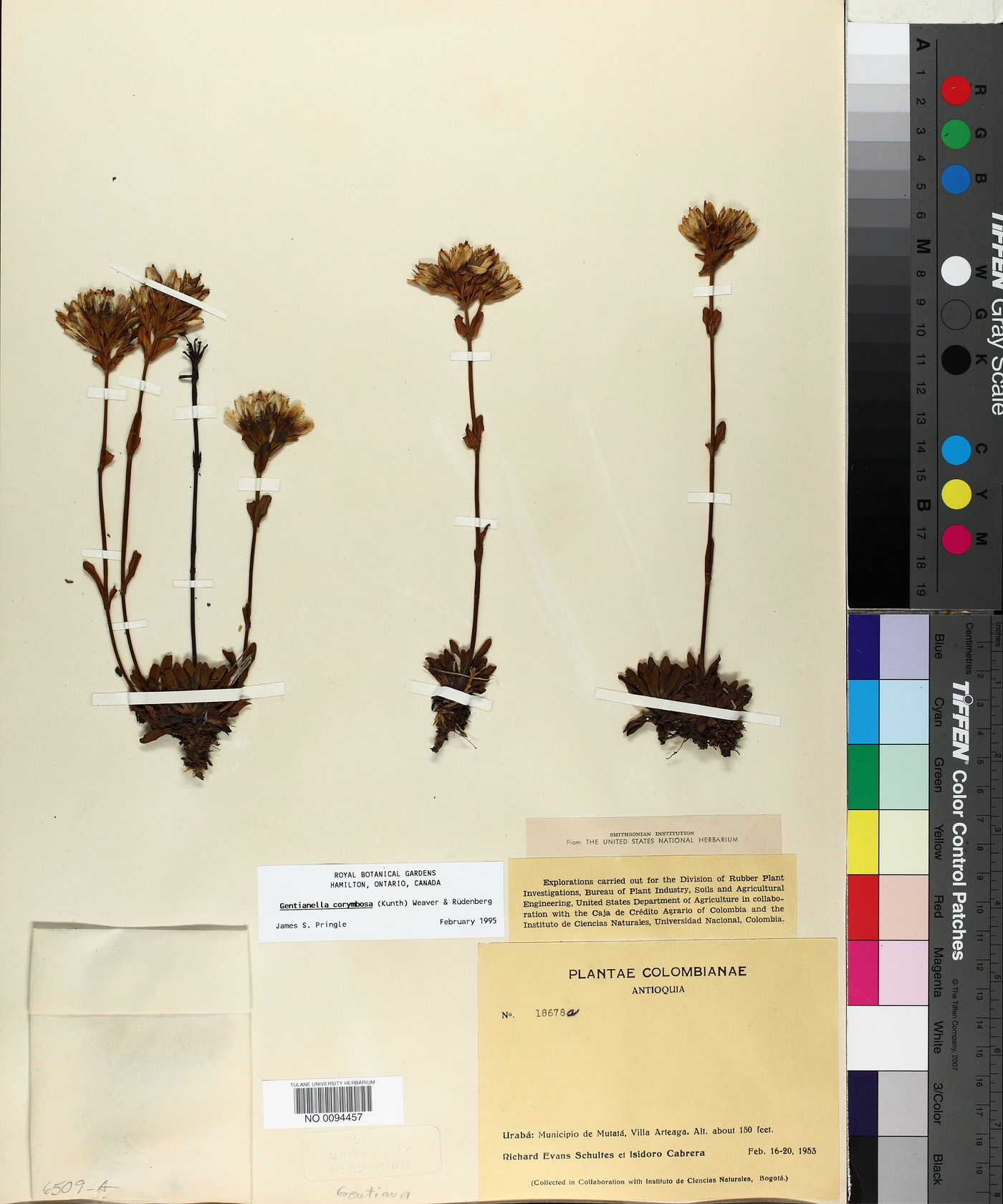 Gentianella corymbosa image