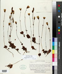 Image of Gentianella gracilis
