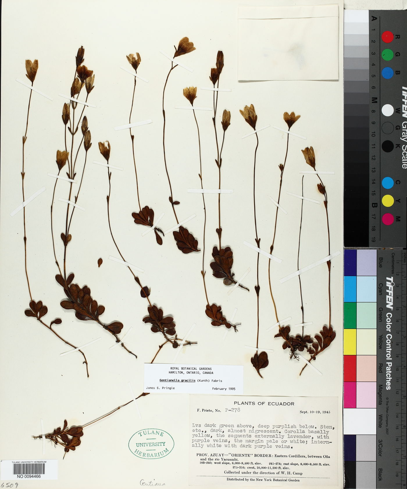 Gentianella gracilis image