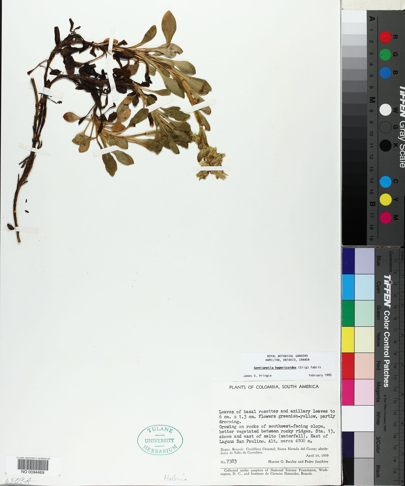 Gentianella crassulifolia image