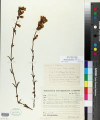Gentianella hyssopifolia image
