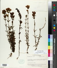 Image of Gentianella hyssopifolia