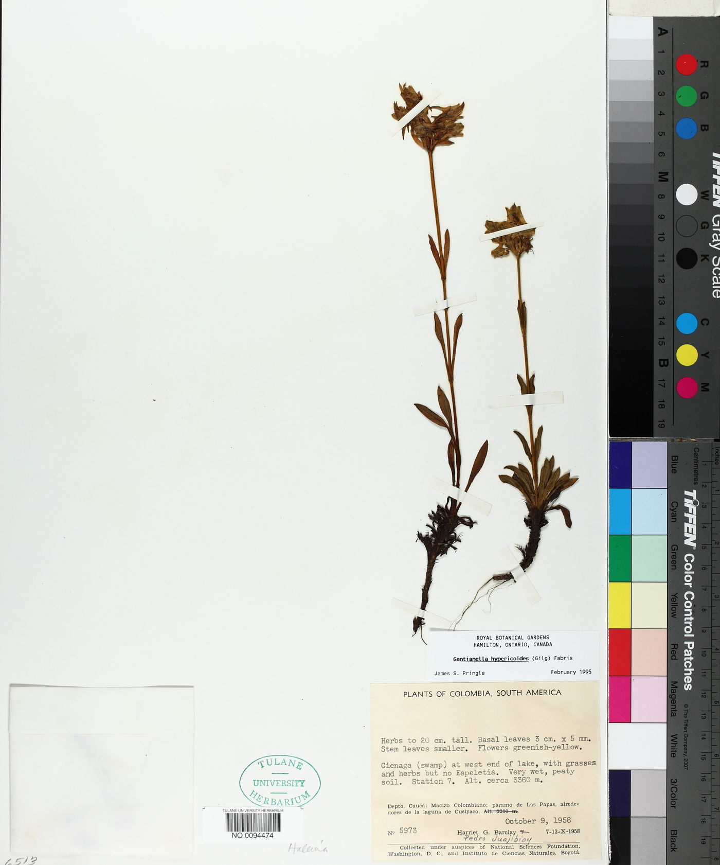 Gentianella crassulifolia subsp. hypericoides image