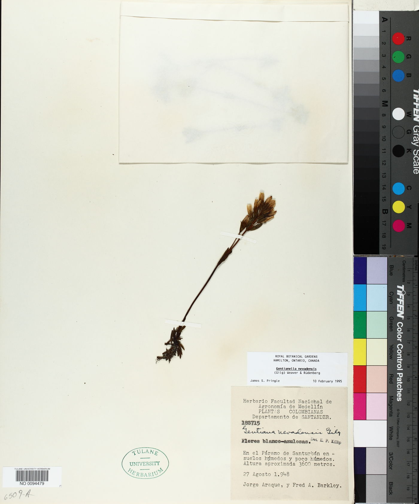 Gentianella nevadensis image
