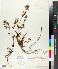 Gentianella rapunculoides image