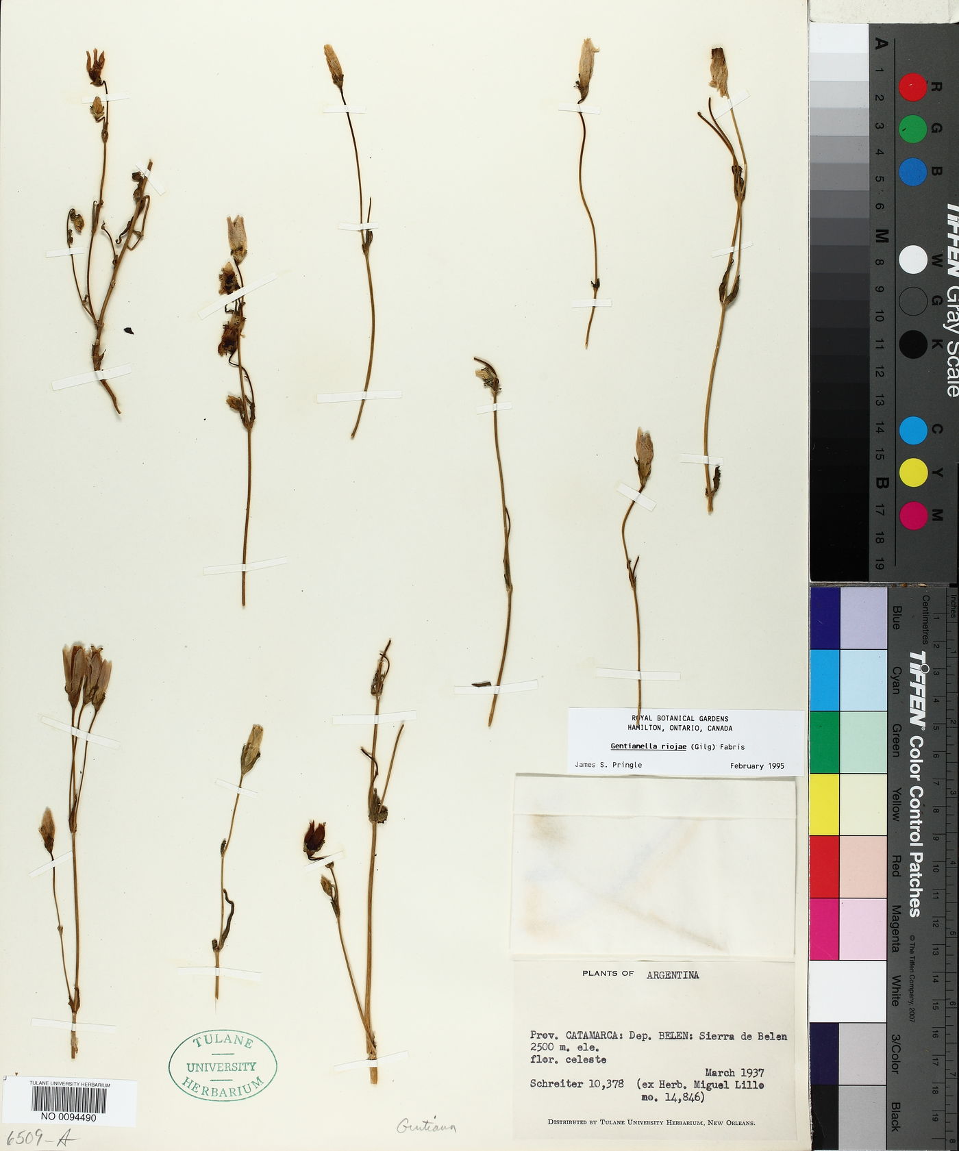 Gentianella riojae image