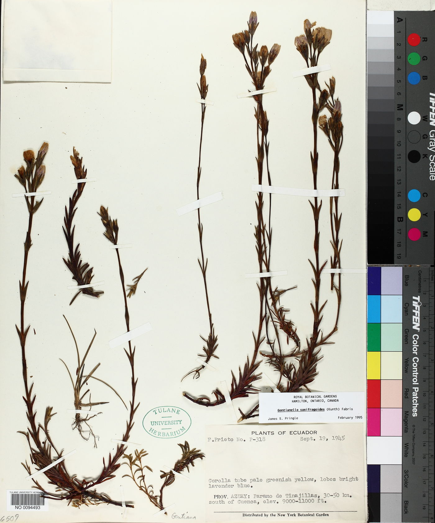 Gentianella saxifragoides image