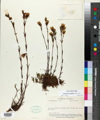 Gentianella saxifragoides image
