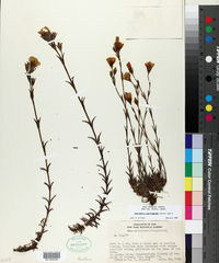 Image of Gentianella saxifragoides