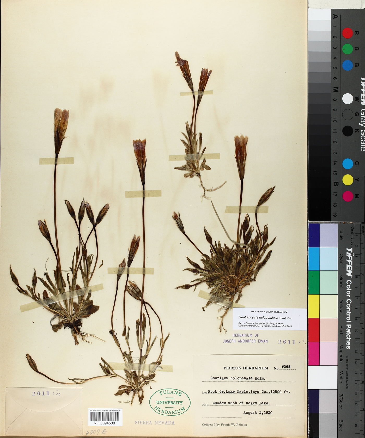 Gentianopsis holopetala image