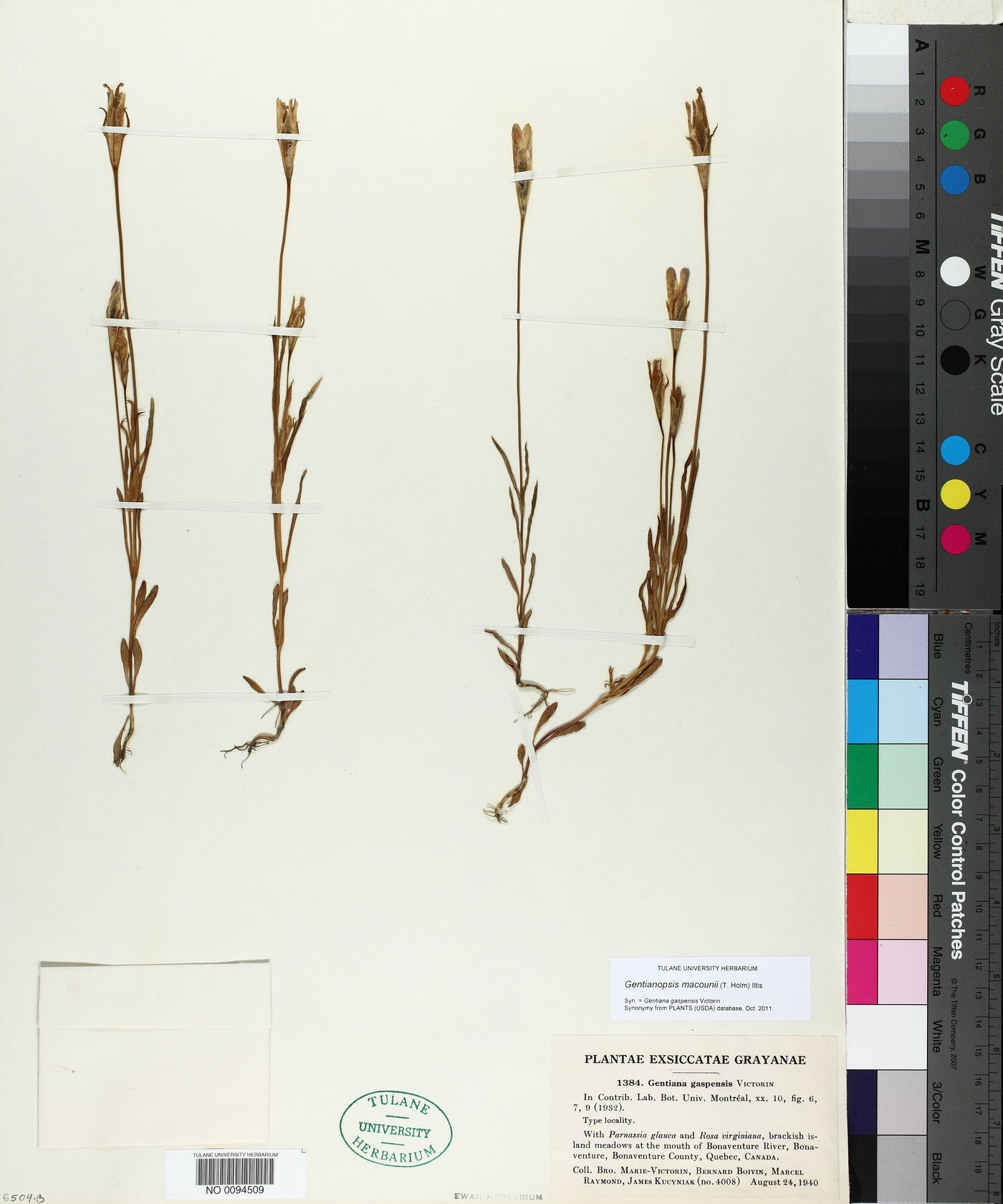 Gentianopsis macounii image