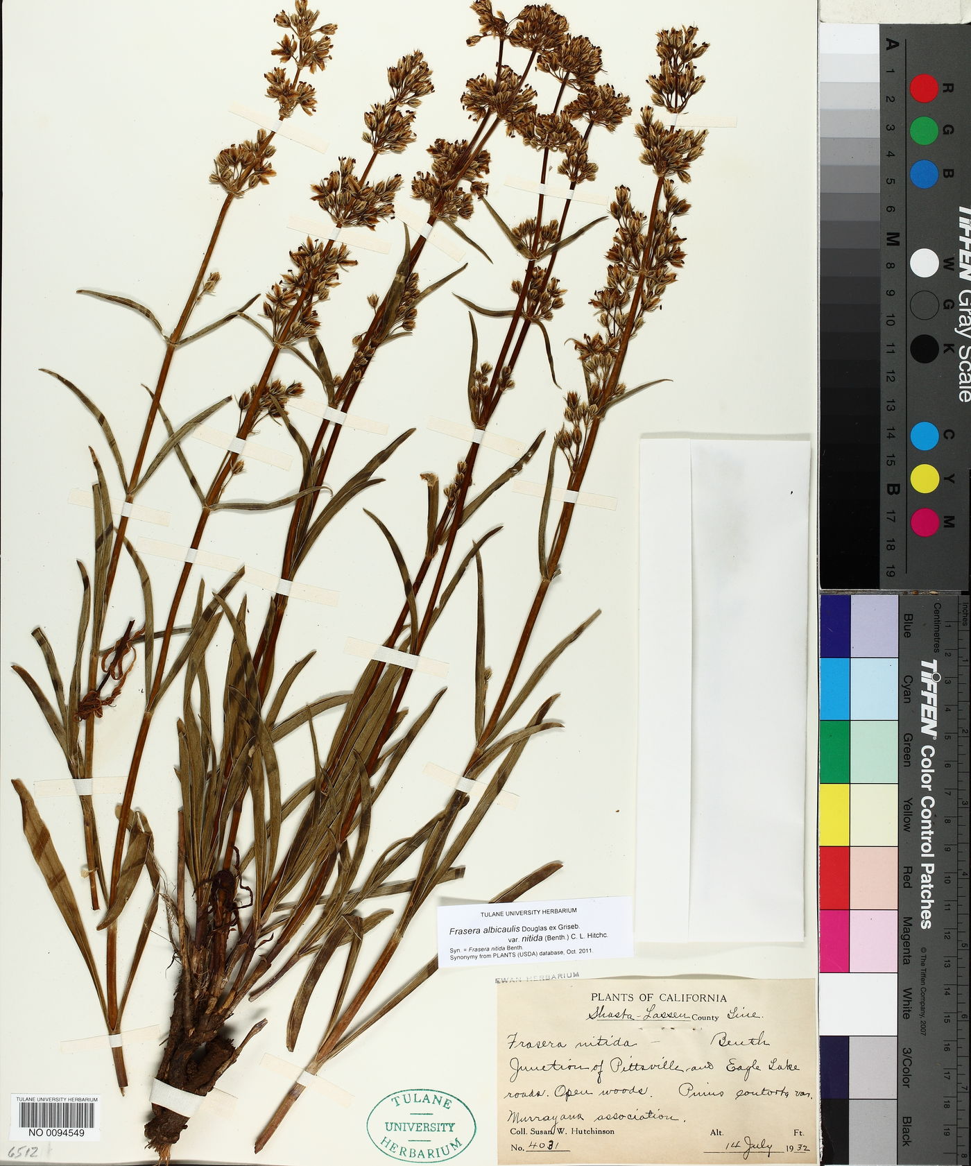 Frasera albicaulis var. nitida image