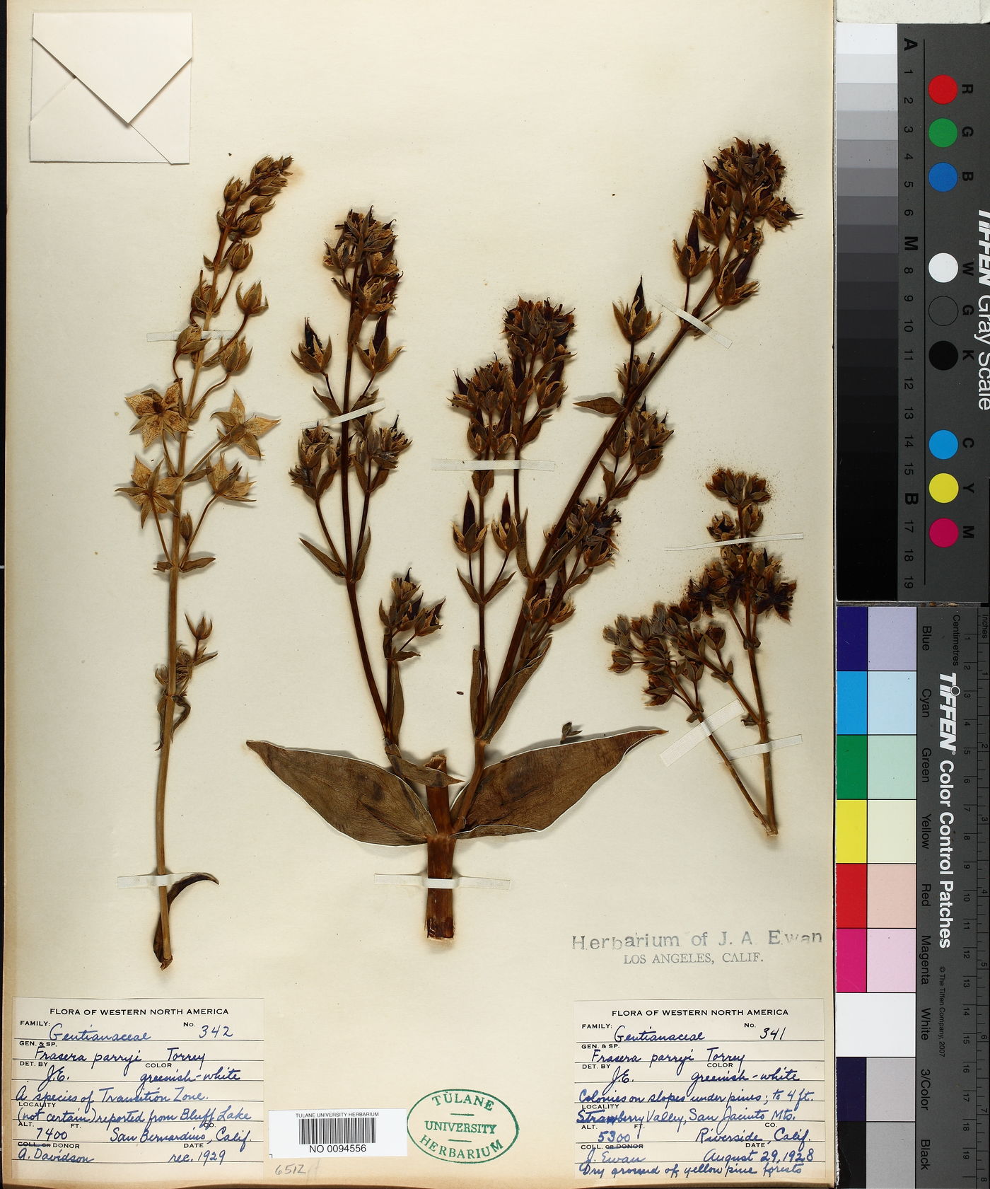 Frasera parryi image