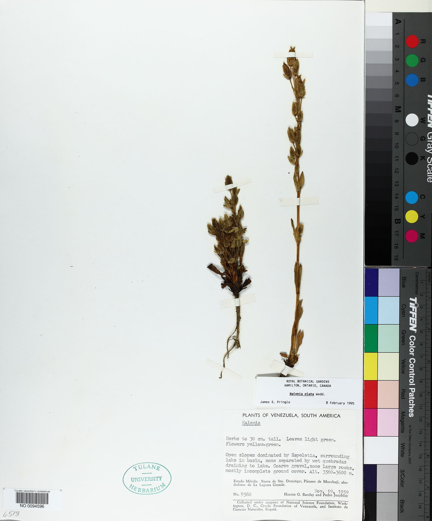 Halenia elata image