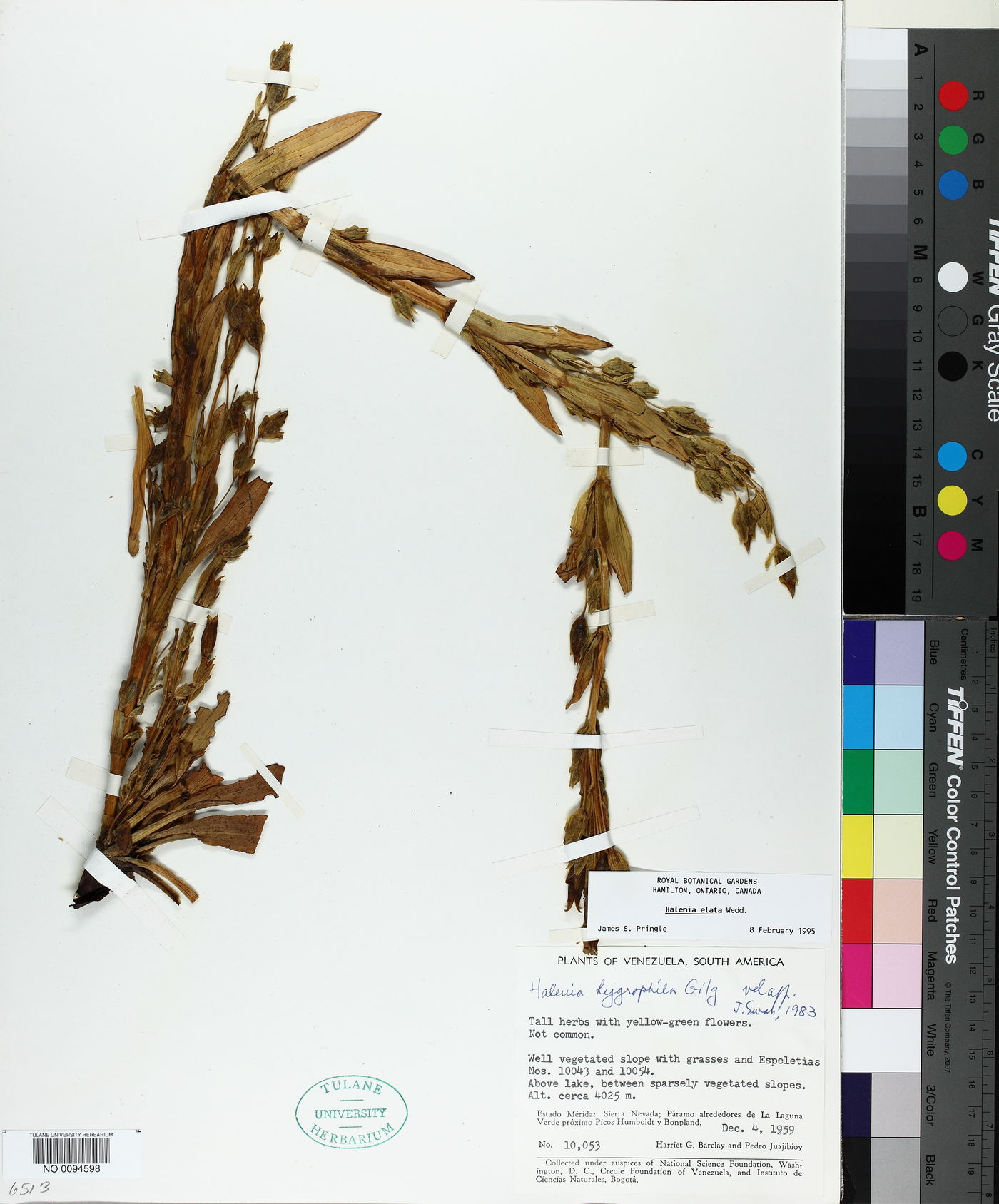 Halenia elata image