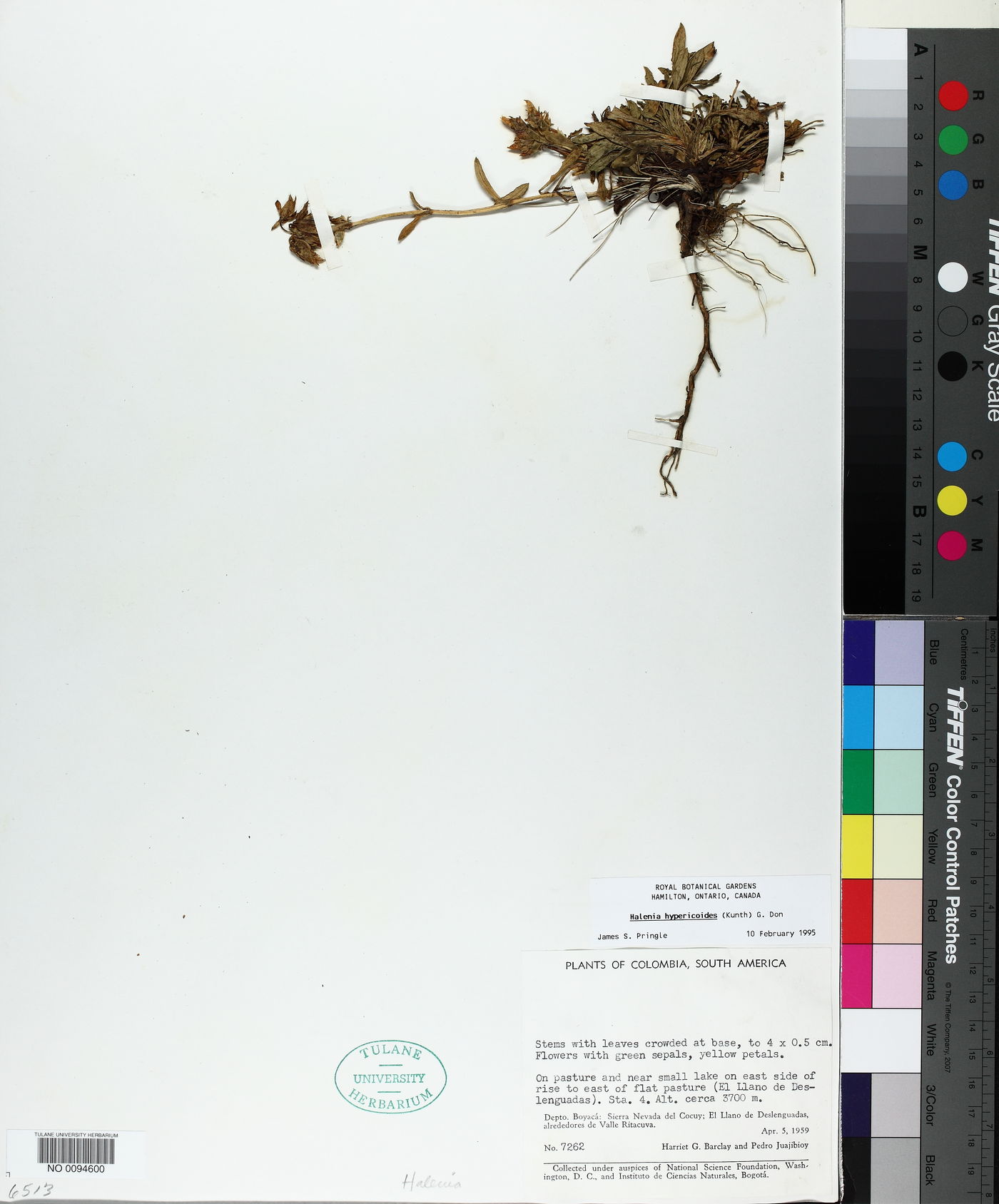 Halenia hypericoides image