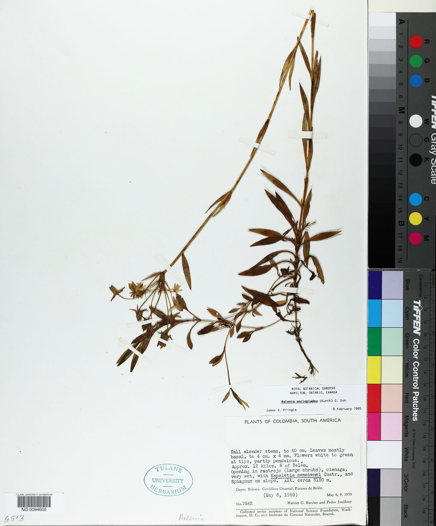Halenia asclepiadea image