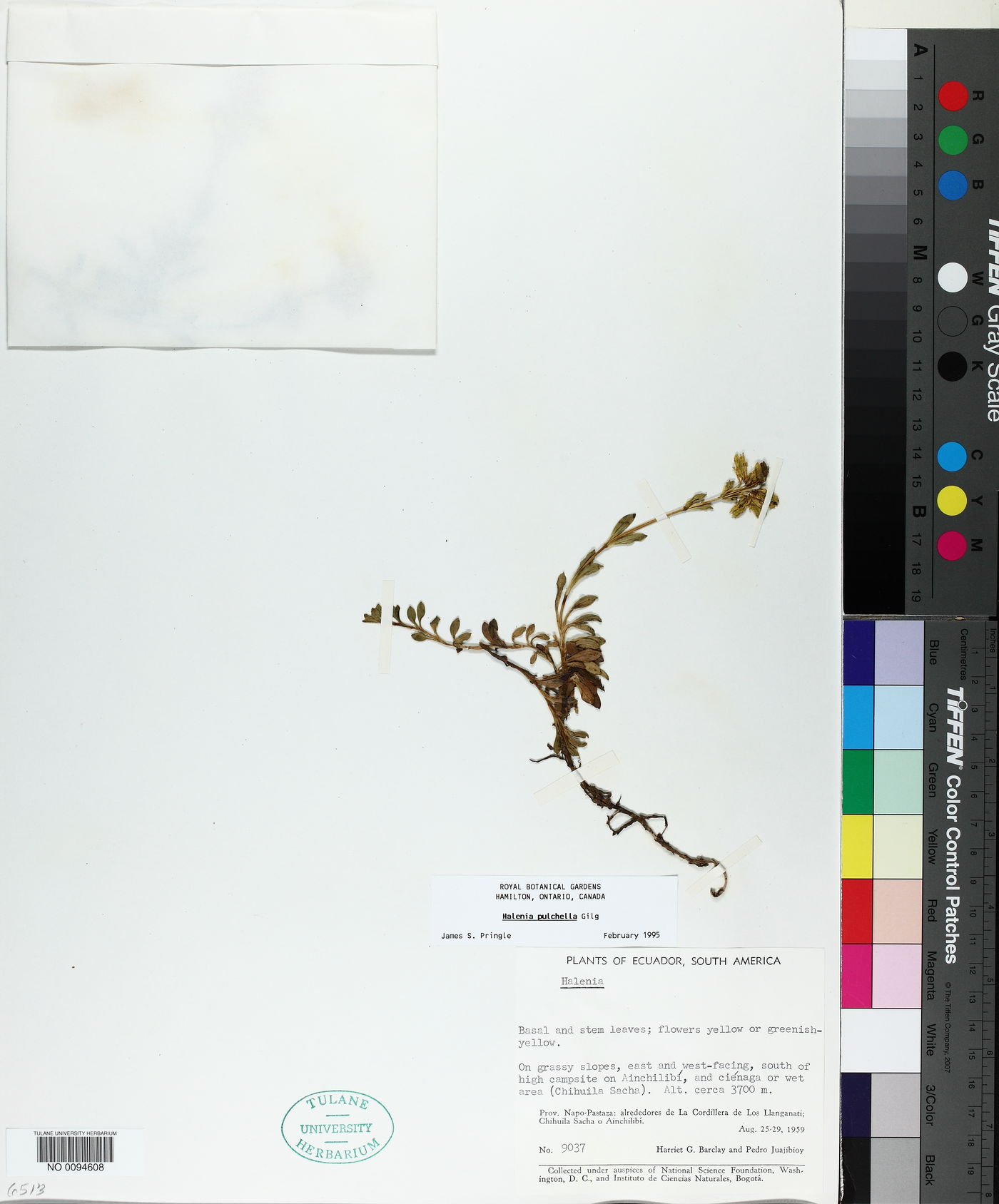 Halenia pulchella image
