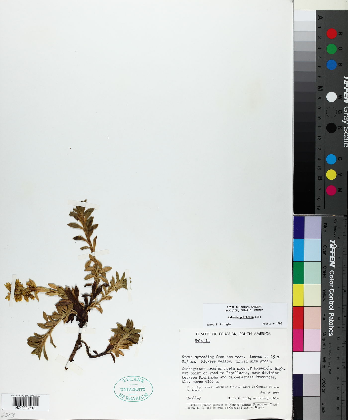 Halenia pulchella image