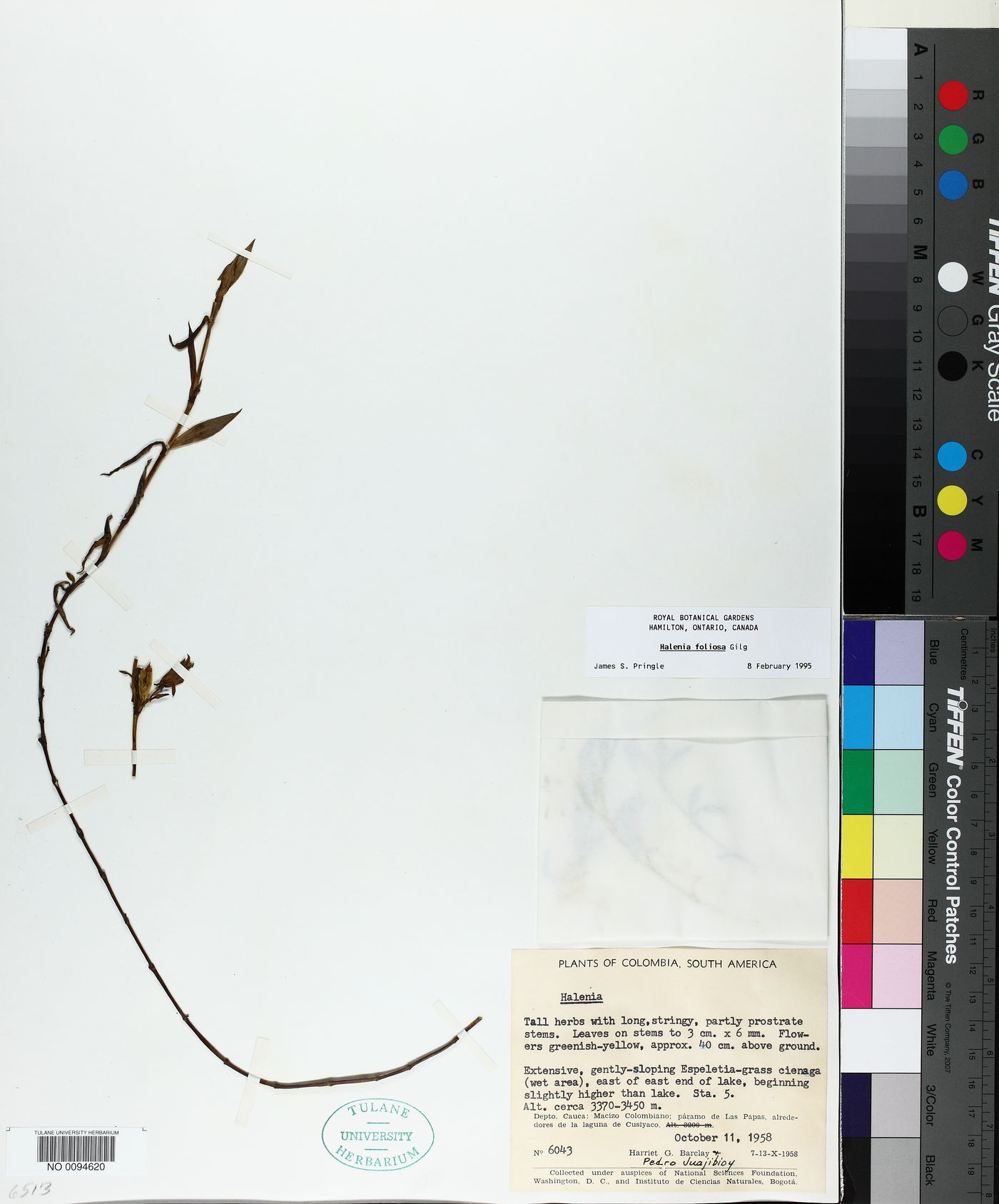 Halenia elata image