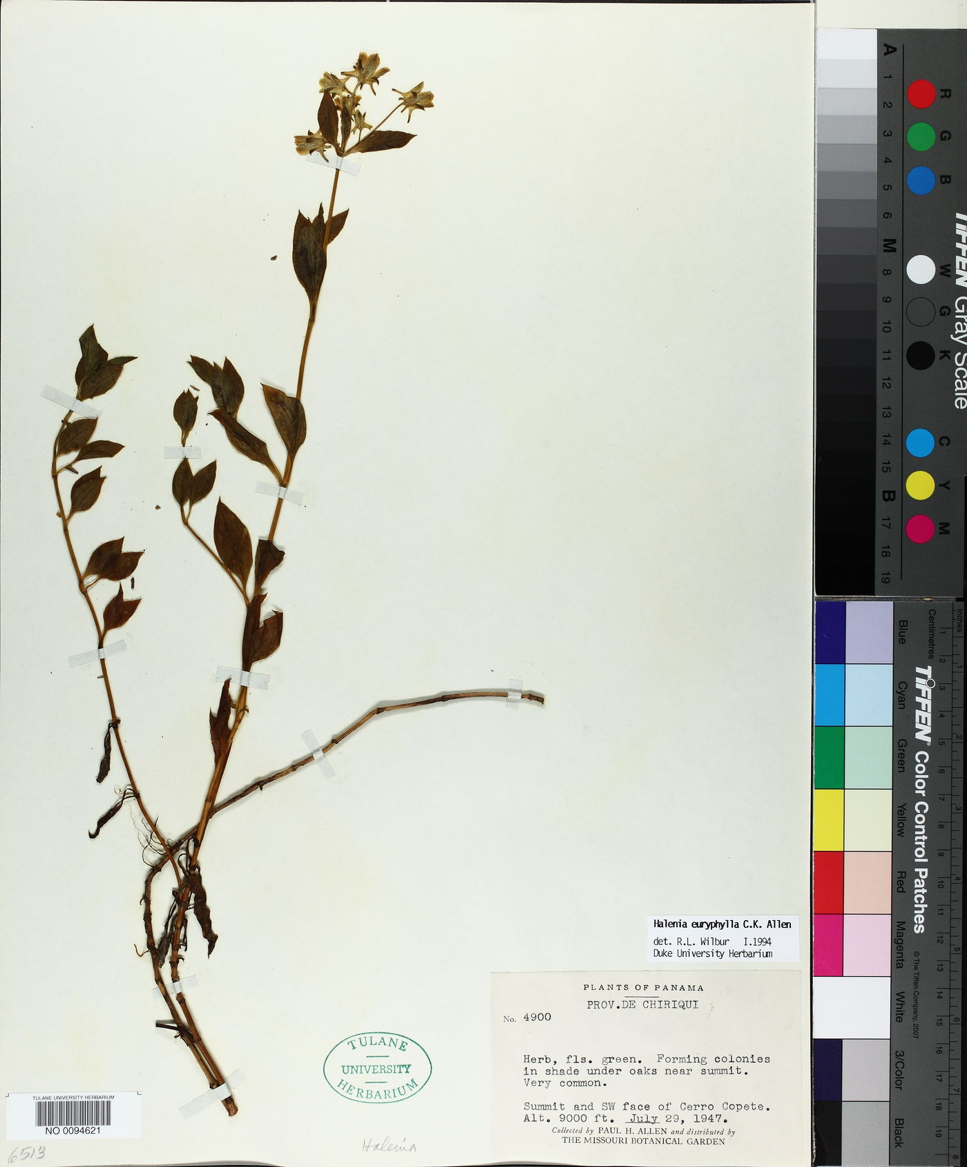 Halenia euryphylla image