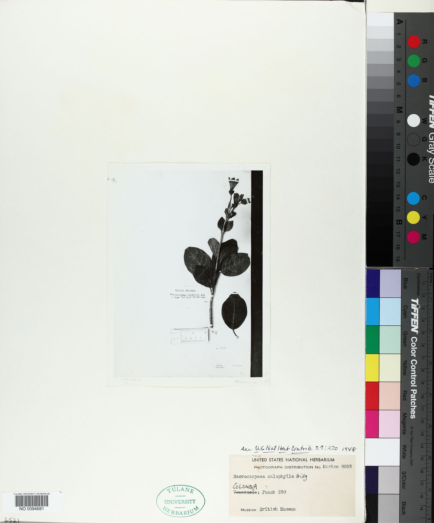 Macrocarpaea calophylla image