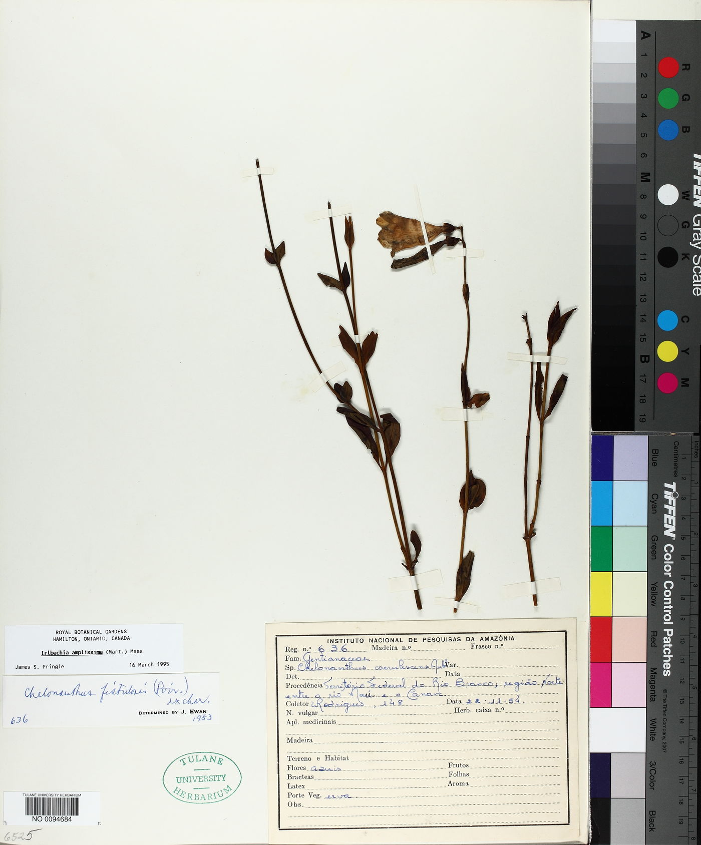Calolisianthus amplissimus image