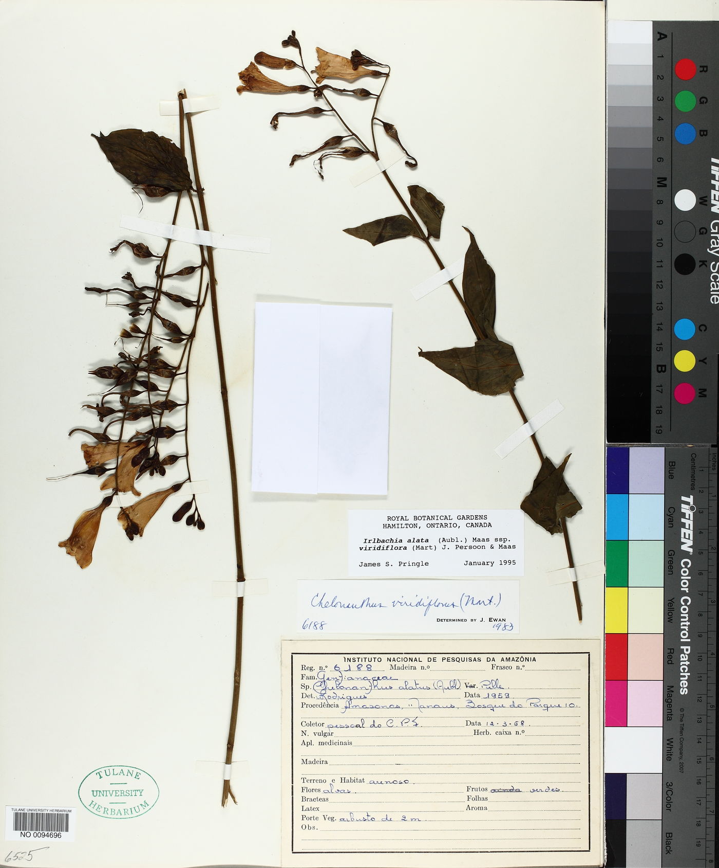 Chelonanthus viridiflorus image