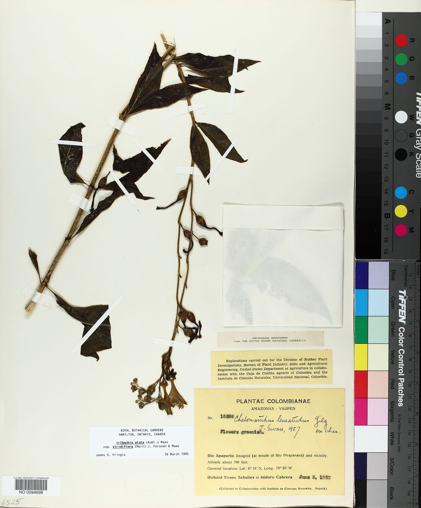 Chelonanthus viridiflorus image