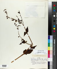 Image of Chelonanthus viridiflorus