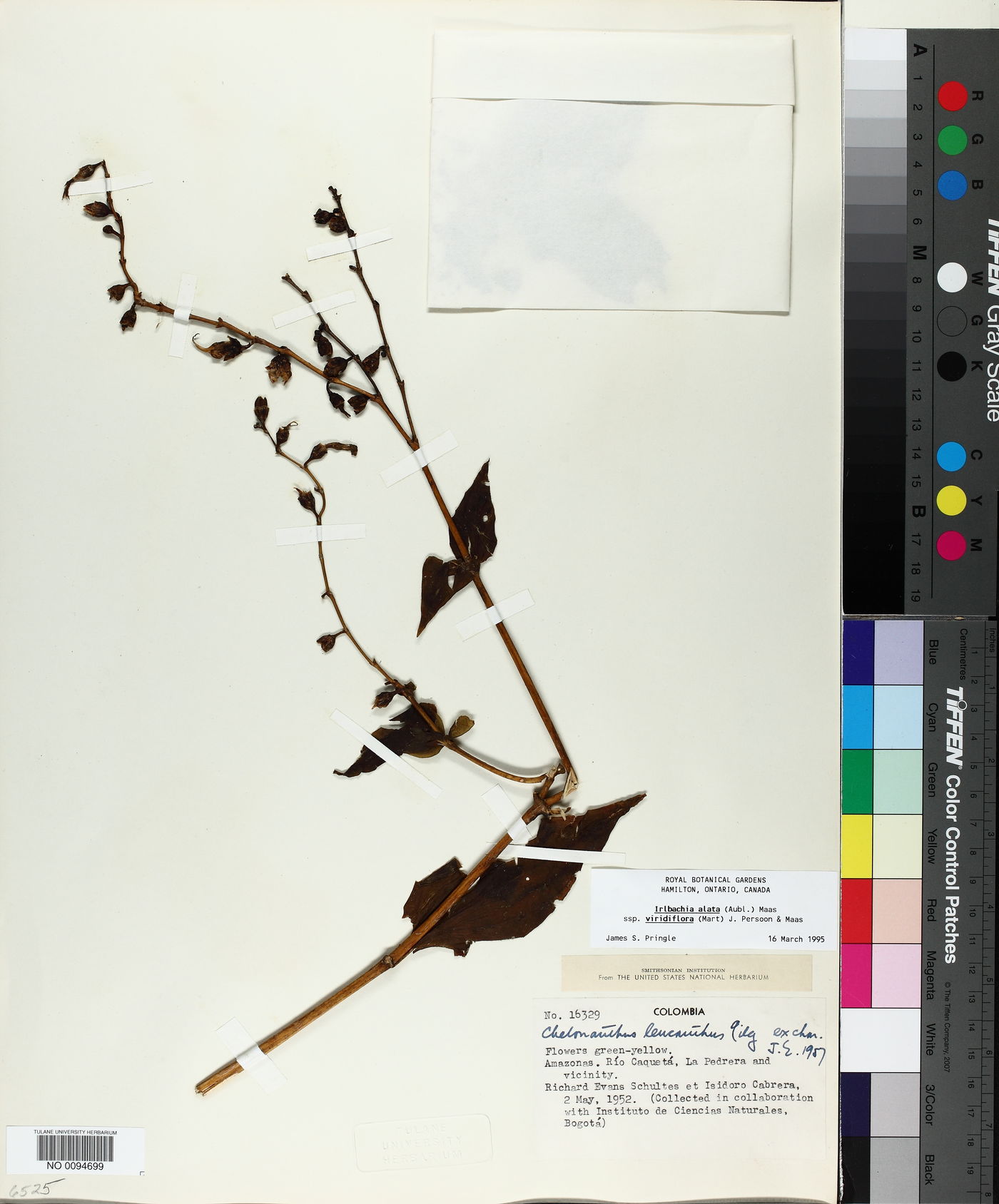Chelonanthus viridiflorus image