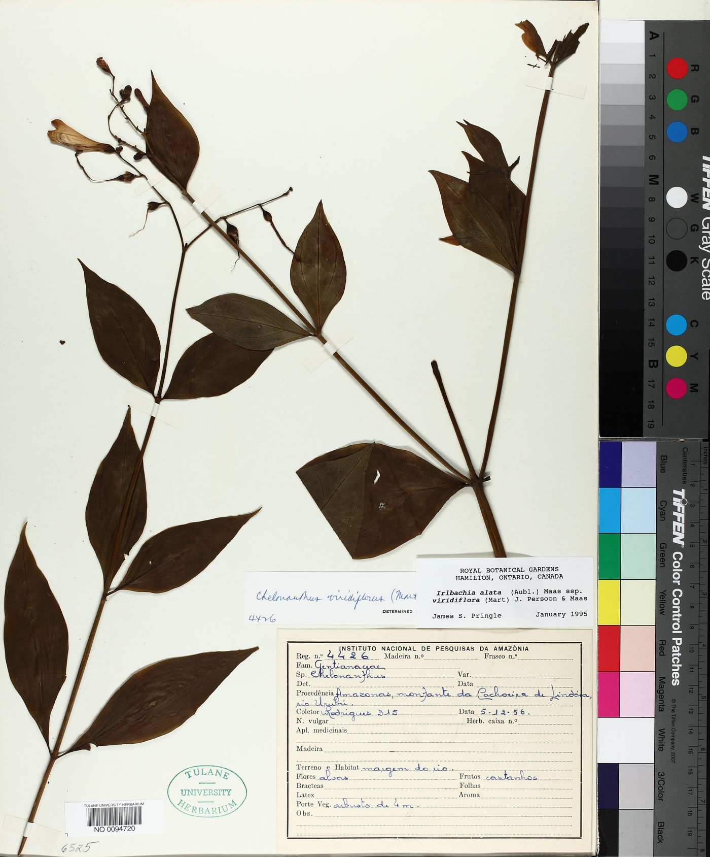 Chelonanthus viridiflorus image