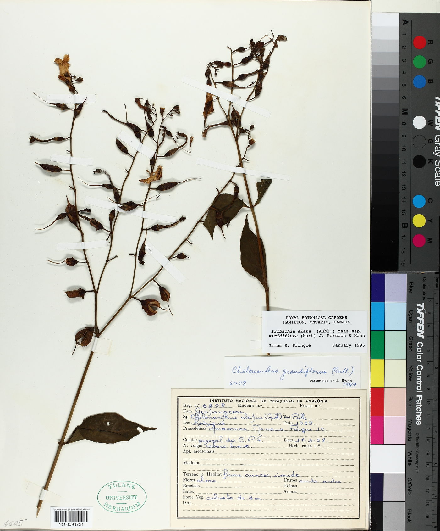 Chelonanthus viridiflorus image
