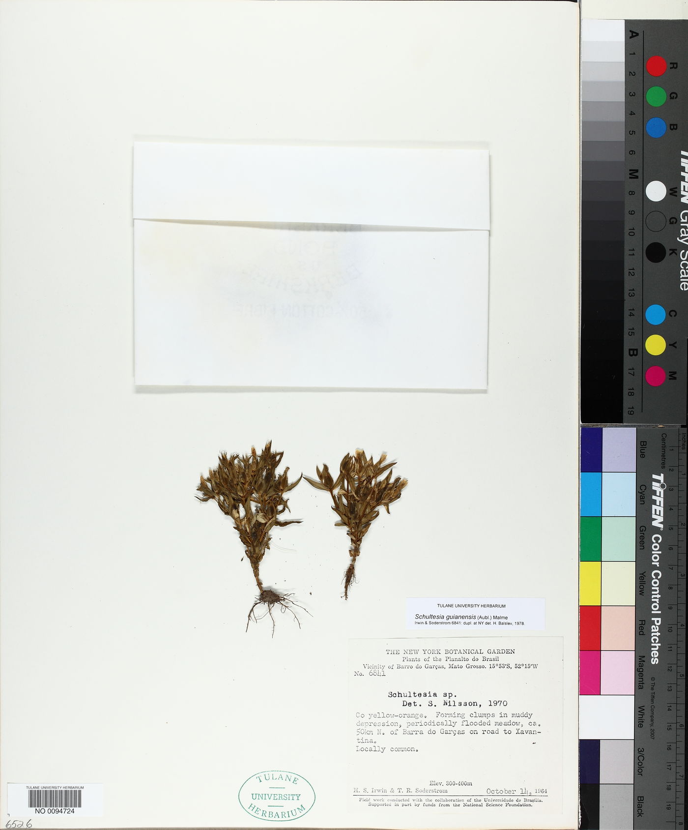 Schultesia guianensis image