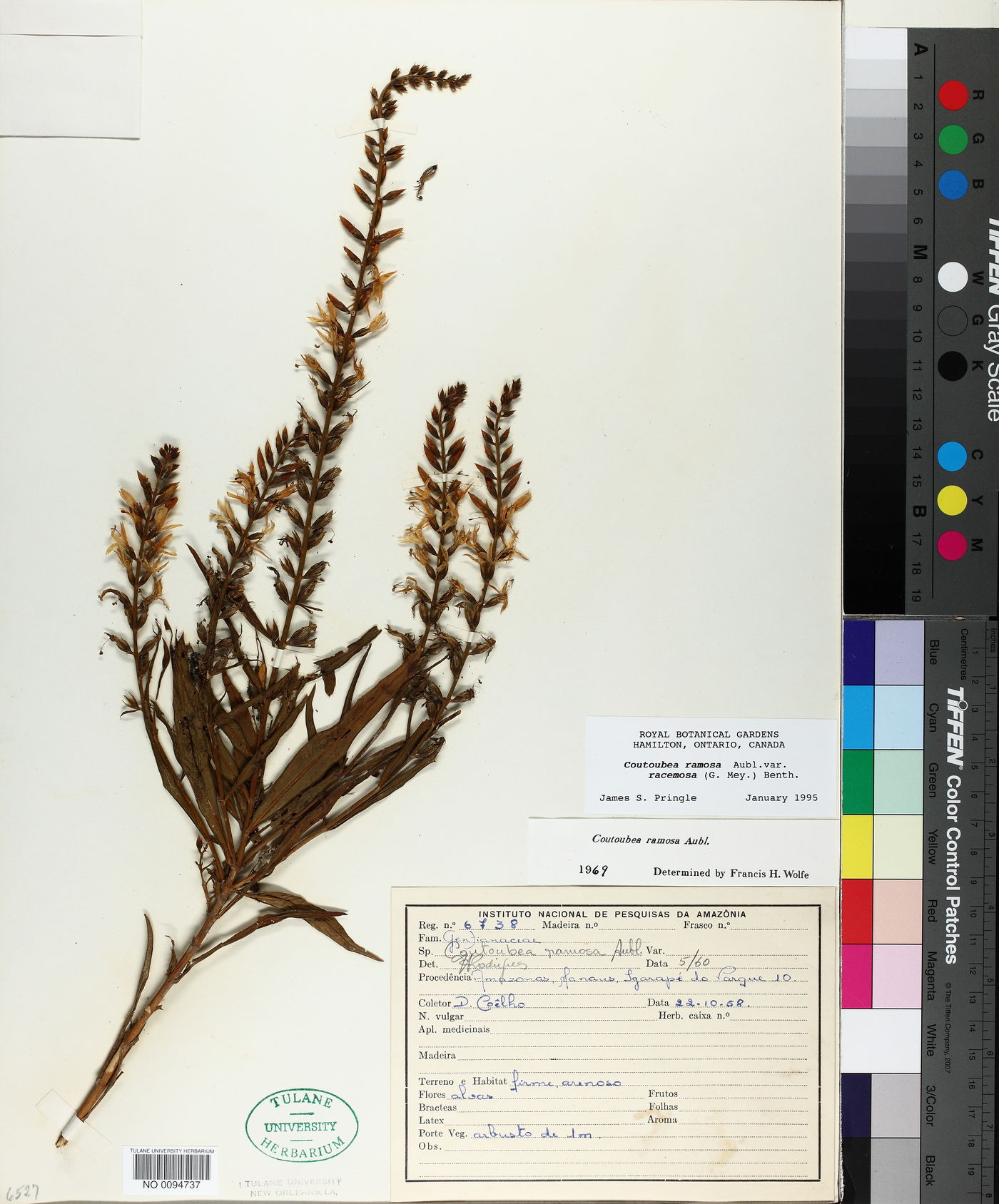 Coutoubea ramosa var. racemosa image
