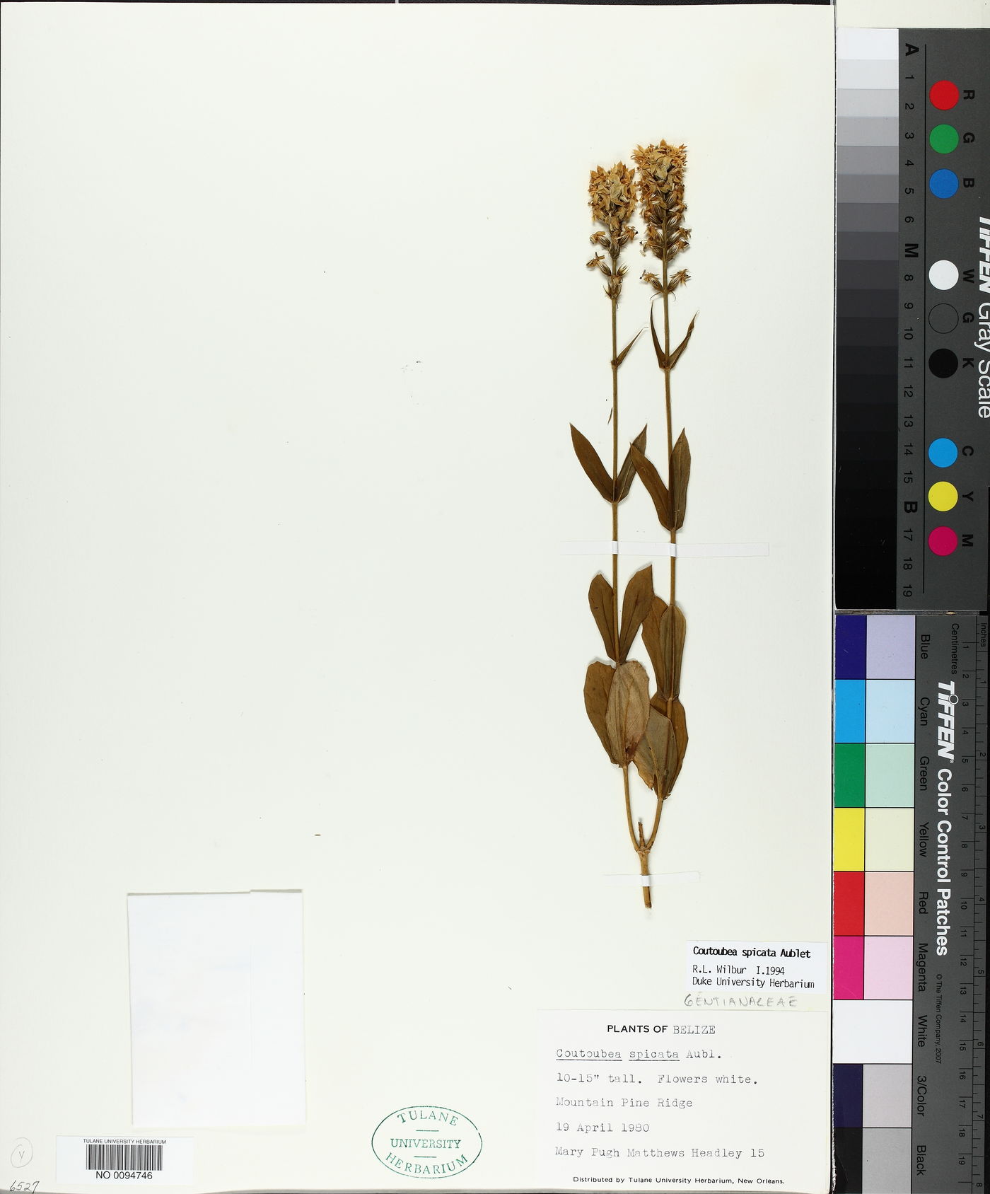 Coutoubea spicata image