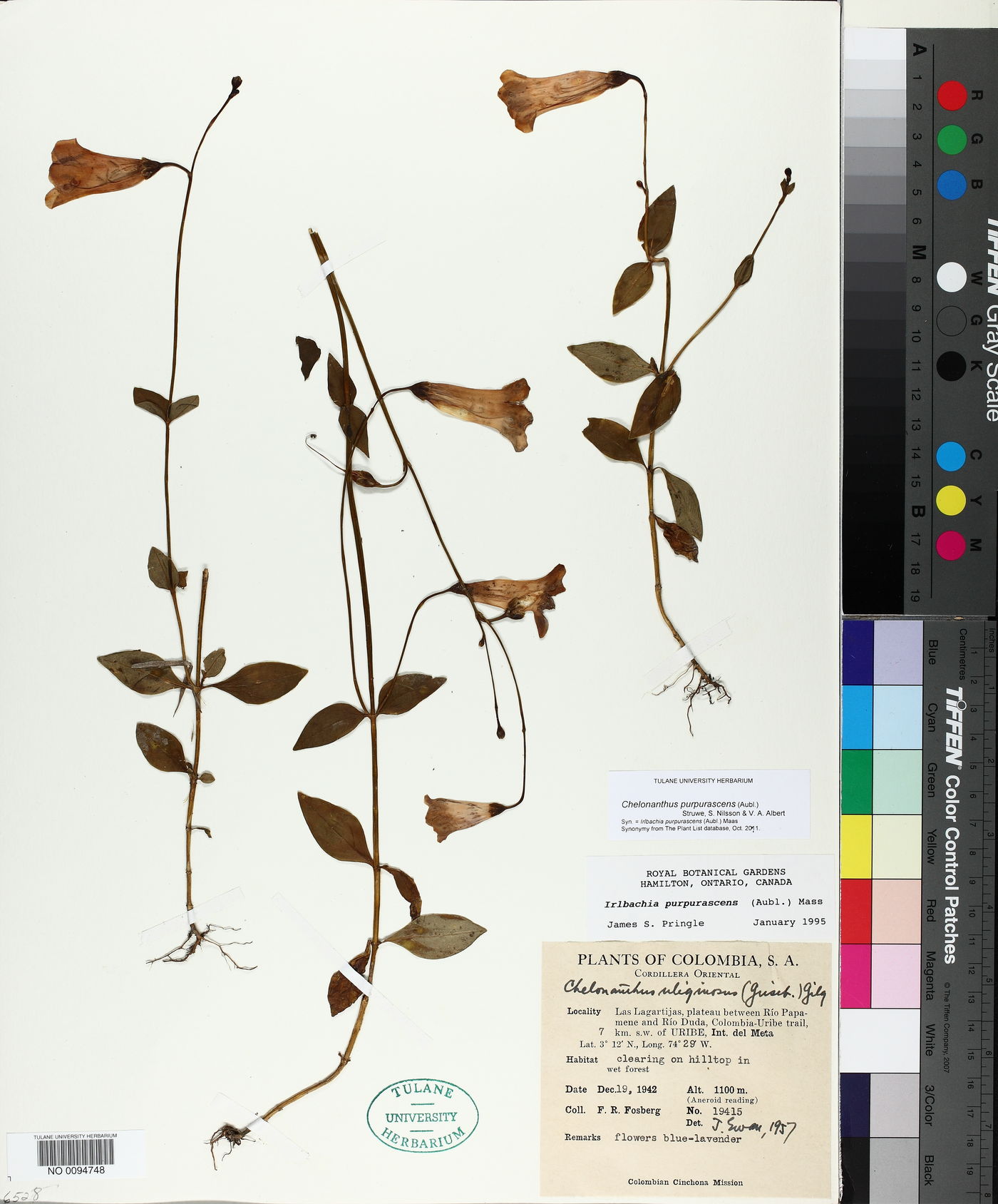 Chelonanthus purpurascens image