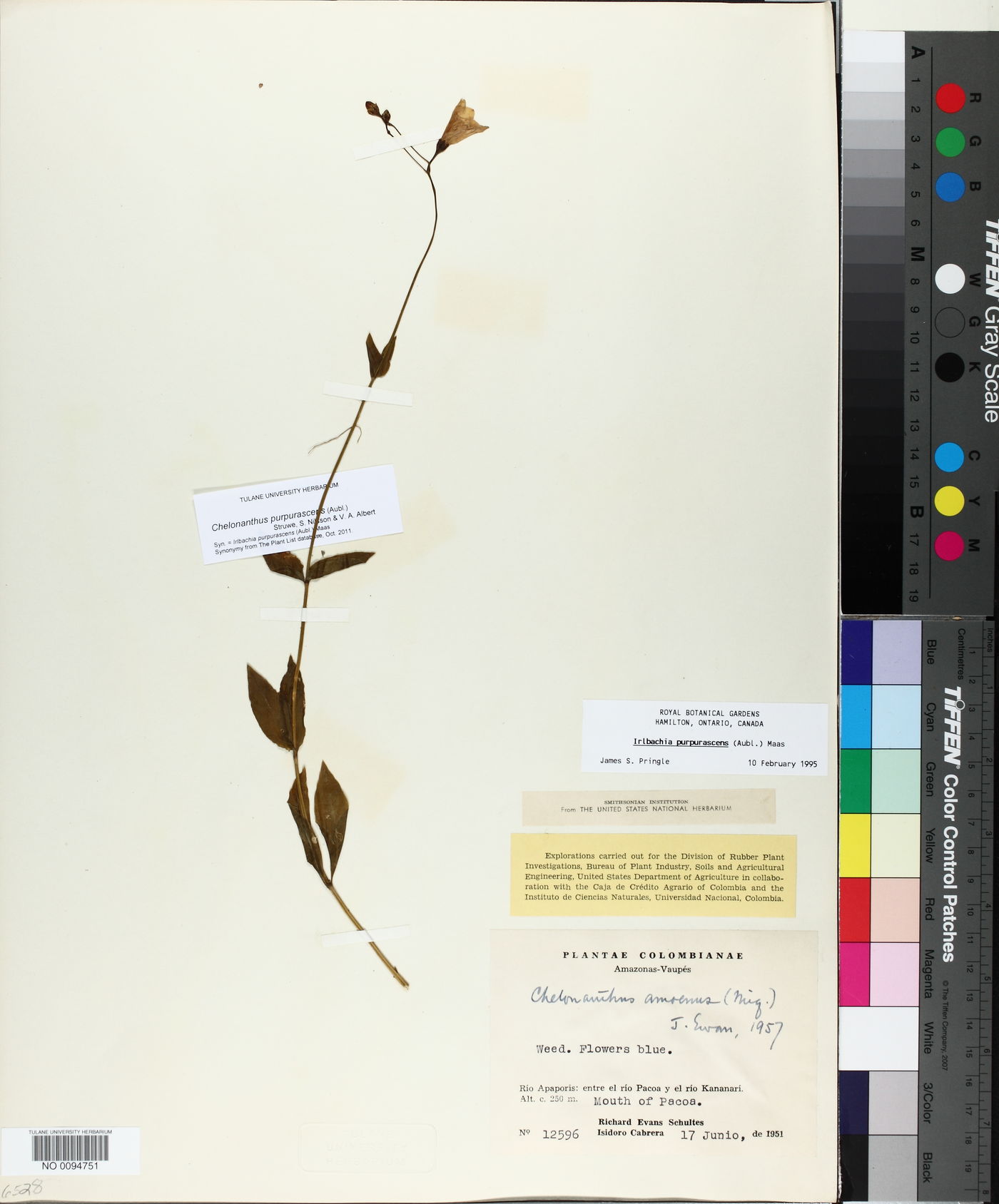 Chelonanthus purpurascens image