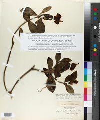 Symbolanthus tricolor image