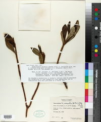 Image of Symbolanthus anomalus