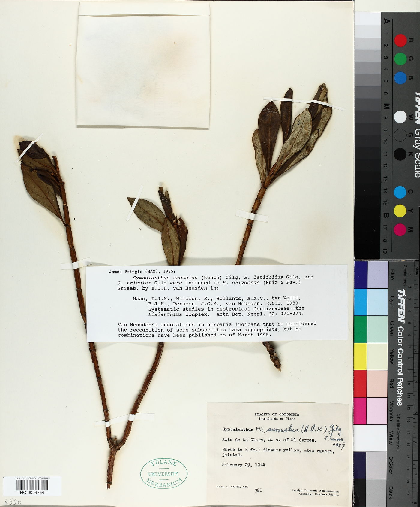 Symbolanthus anomalus image