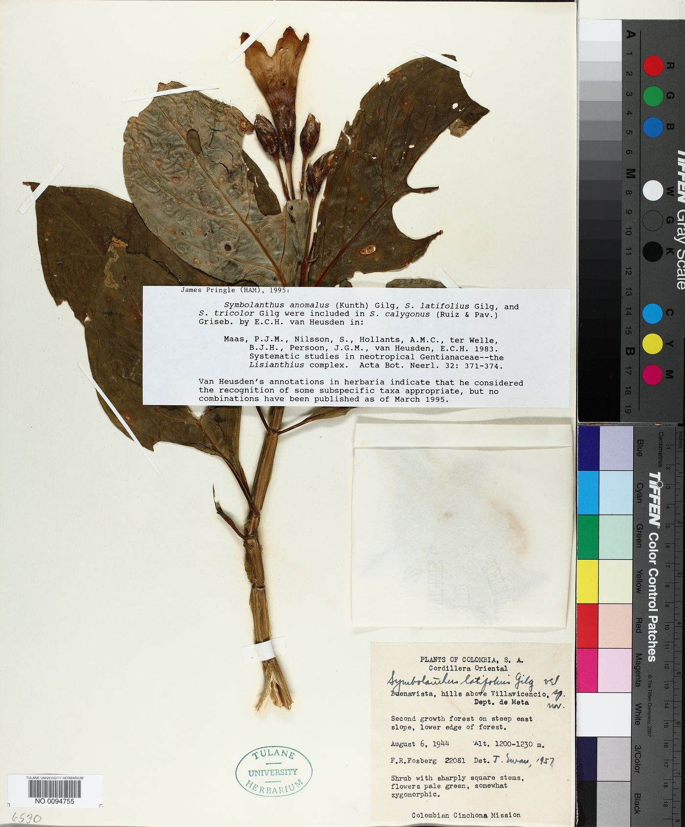 Symbolanthus latifolius image
