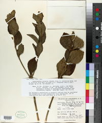 Image of Symbolanthus tricolor