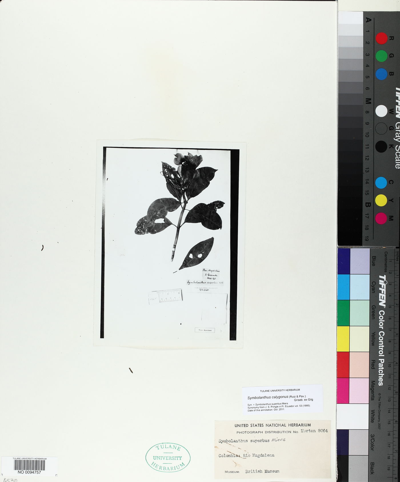 Symbolanthus calygonus image