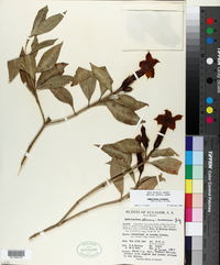 Symbolanthus calygonus image
