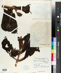 Image of Symbolanthus latifolius