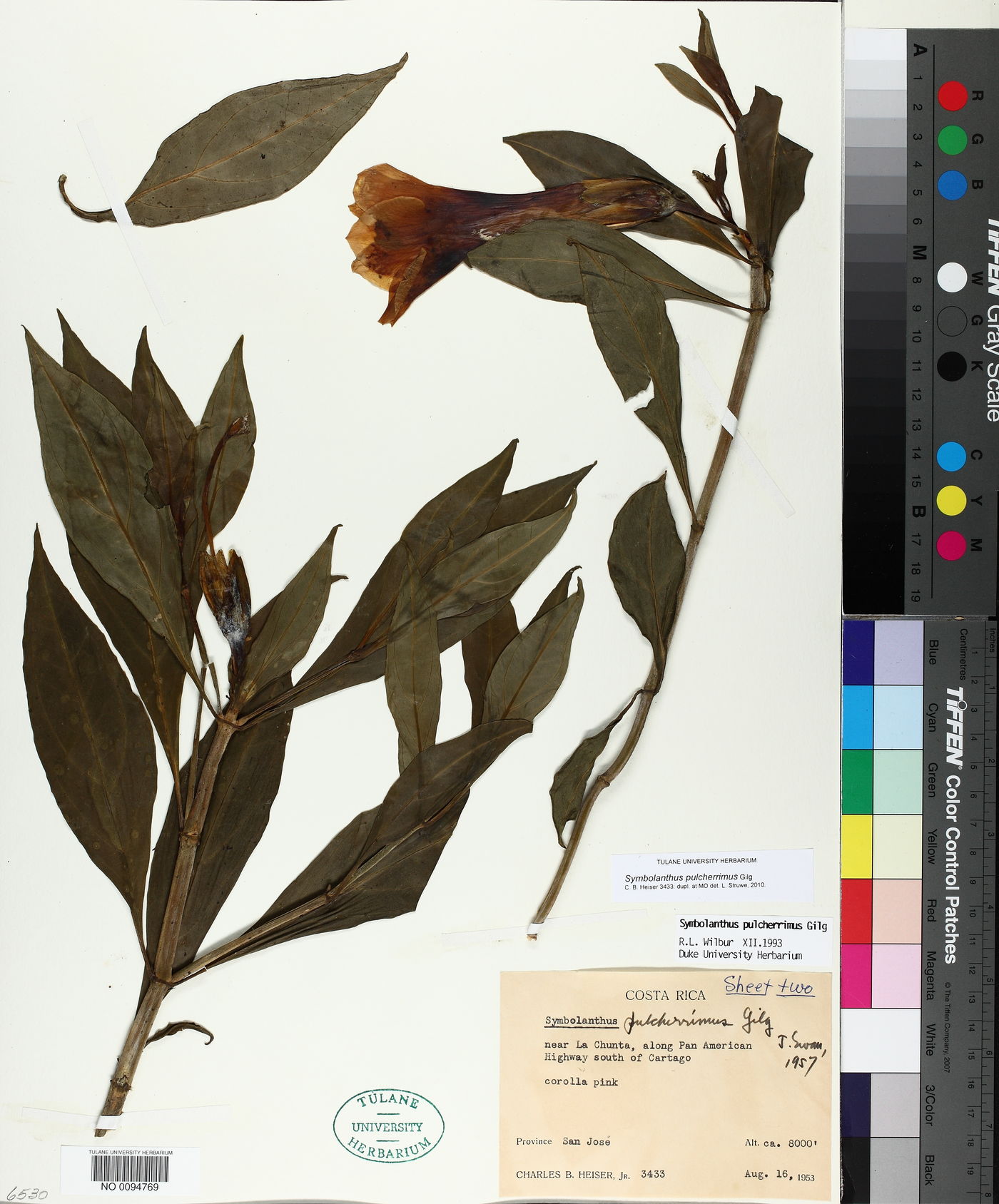 Symbolanthus pulcherrimus image