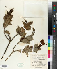 Image of Symbolanthus stuebelii